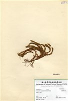 藏品(反捲葉石松)的圖片